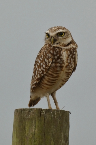 Burrowing Owl photographed in Louisiana