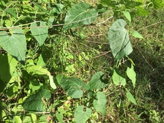Cynanchum laeve