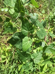 Cynanchum laeve