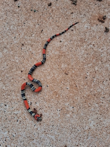 São Paulo False Coral Snake