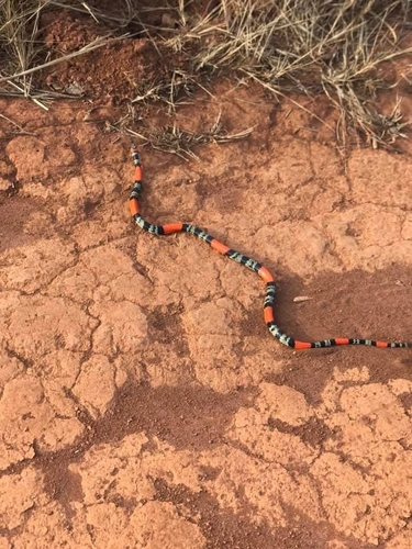 São Paulo False Coral Snake