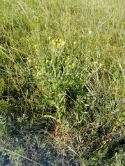 Galatella biflora