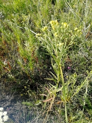 Galatella biflora
