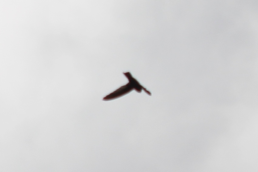 Mascarene Swiftlet (Aerodramus francicus), photo 10