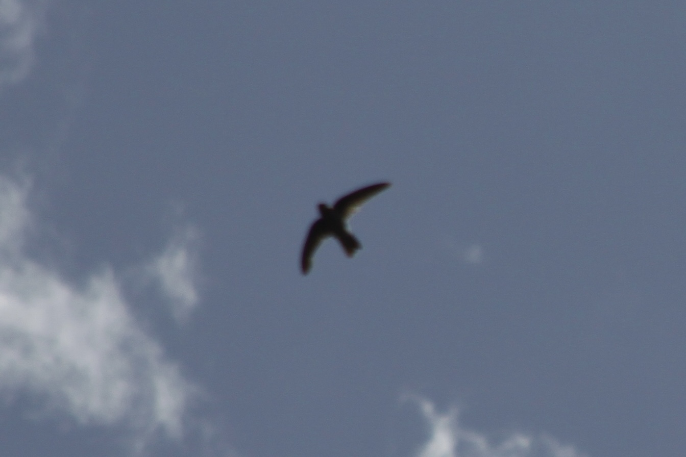 Mascarene Swiftlet (Aerodramus francicus), photo 9