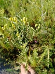 Galatella biflora