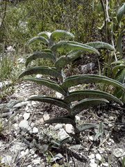 Tradescantia crassifolia