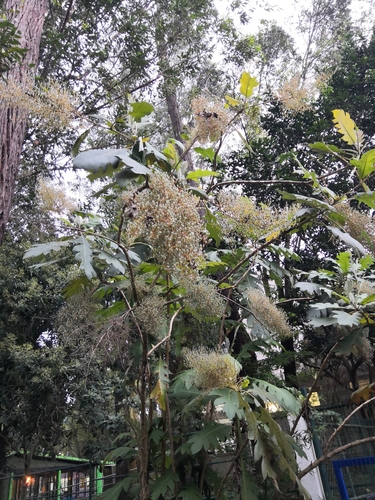 Image of Bocconia frutescens by (c) Norma Piedra, some rights reserved (CC BY)