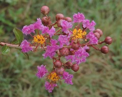 Lagerstroemia
