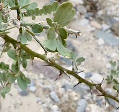 Olneya tesota
