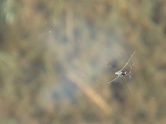 Rheumatobates rileyi