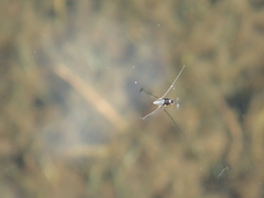 Rheumatobates rileyi