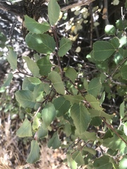 Rhamneae