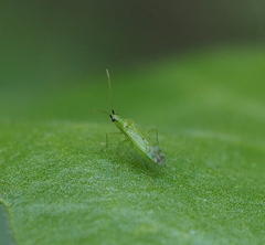 Macrolophus pygmaeus