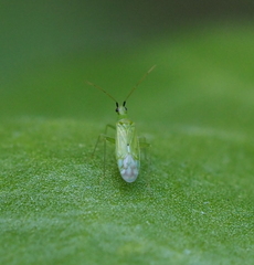 Macrolophus pygmaeus