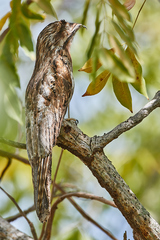 Nyctibius jamaicensis