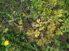 Chelidonium asiaticum