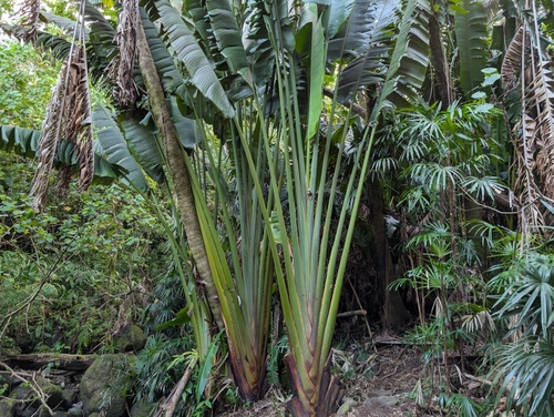 Ravenala madagascariensis observed 2025-02-09