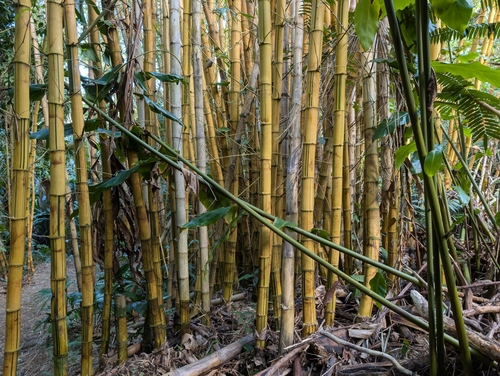 Image of Bambusa vulgaris by (c) Damien Wallace, some rights reserved (CC BY)