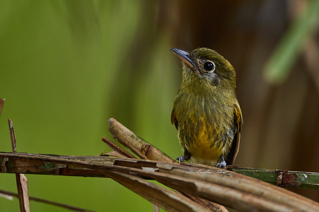 Eye-ringed Flatbill photo