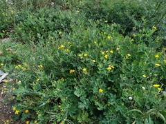 Chelidonium asiaticum