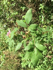 Rosa palustris