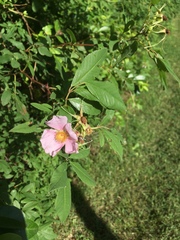 Rosa palustris