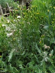 Senecio dubitabilis