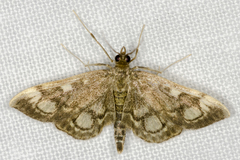 Anania coronata