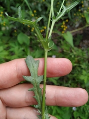 Senecio dubitabilis