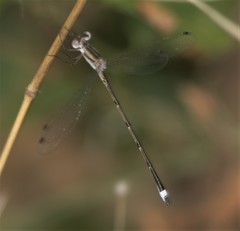 Lestes australis