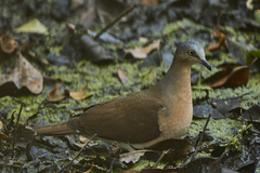 Leptotila plumbeiceps