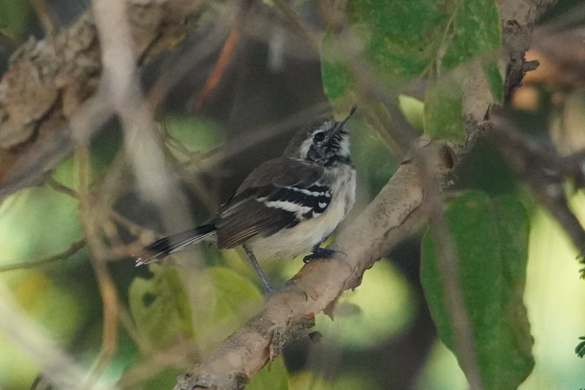 Northern White-fringed Antwren (Formicivora intermedia), photo 1
