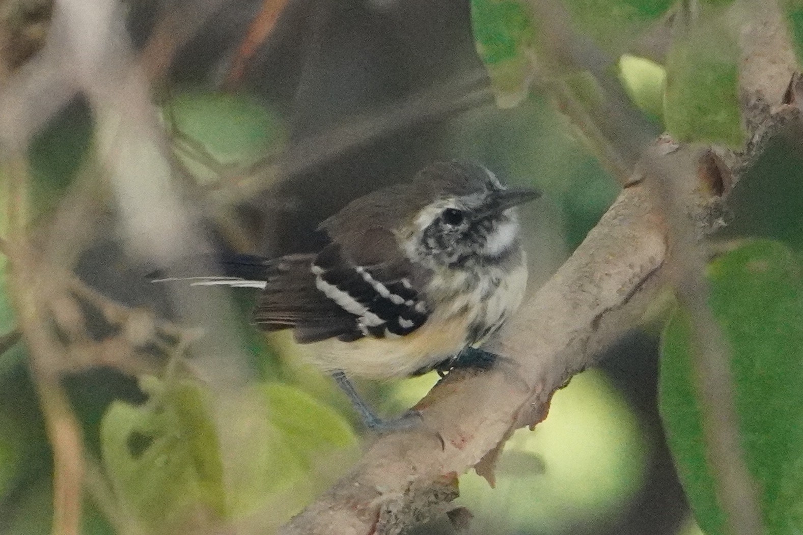 Northern White-fringed Antwren (Formicivora intermedia), photo 2