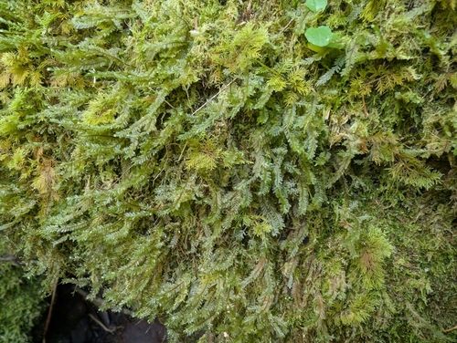 Plagiochila grossispina