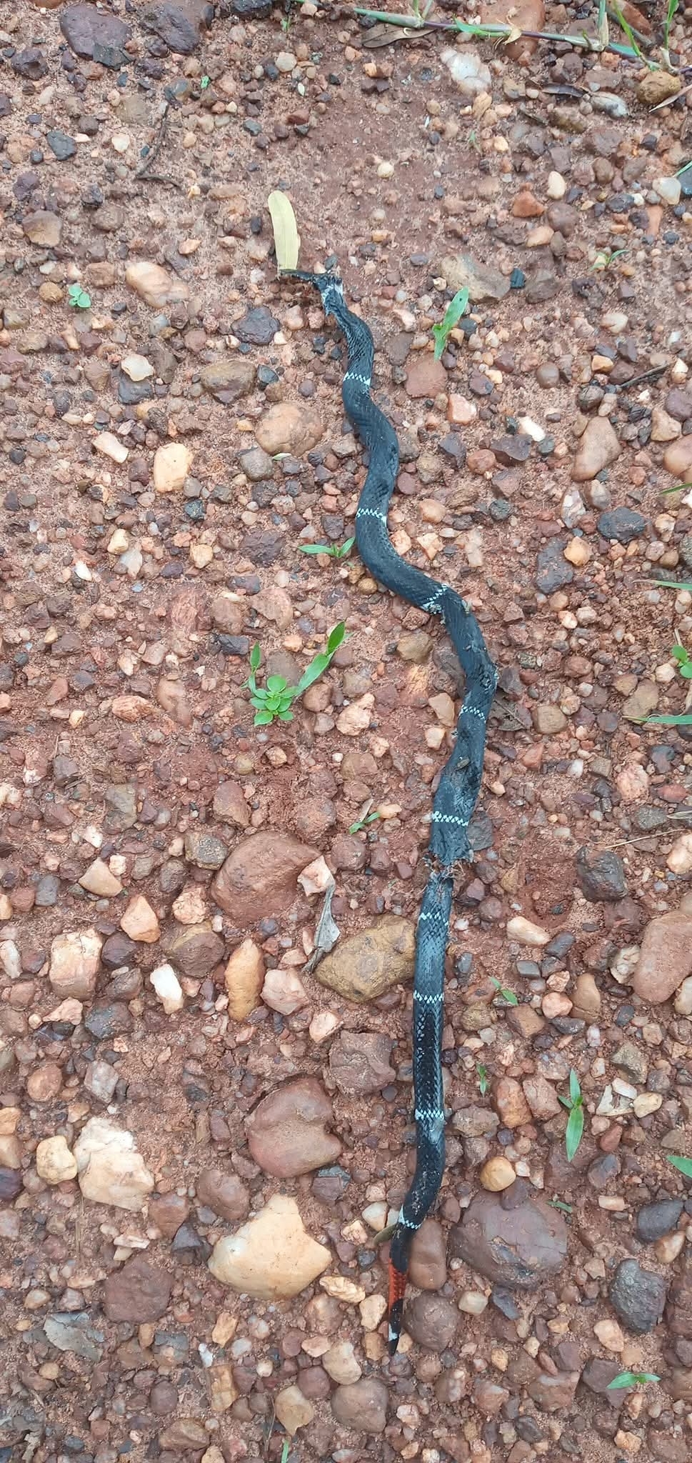 Boicora Coral Snake photo 2