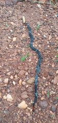 Boicora Coral Snake photo 1