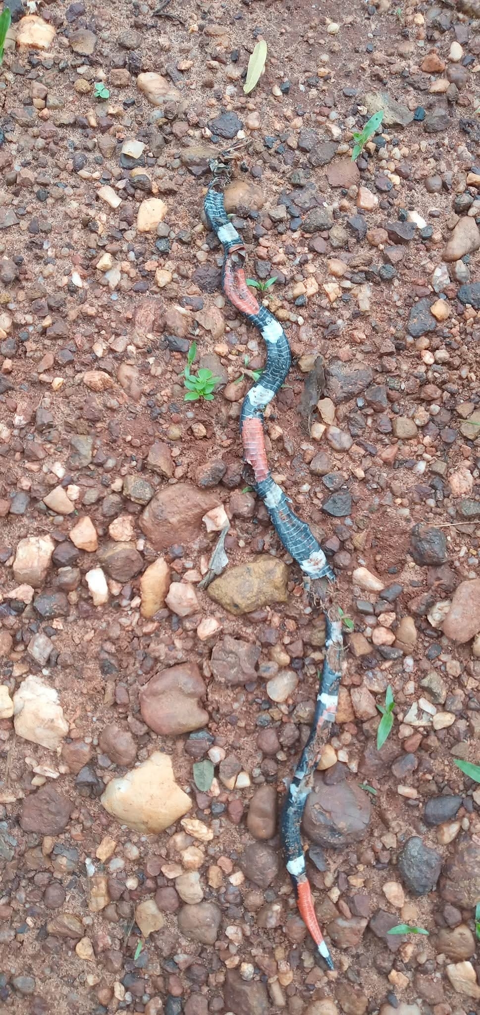 Boicora Coral Snake photo 3