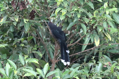 Phaenicophaeus diardi