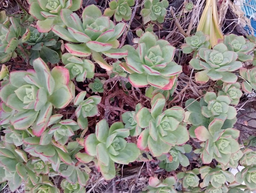 Foto de Rosa-do-deserto