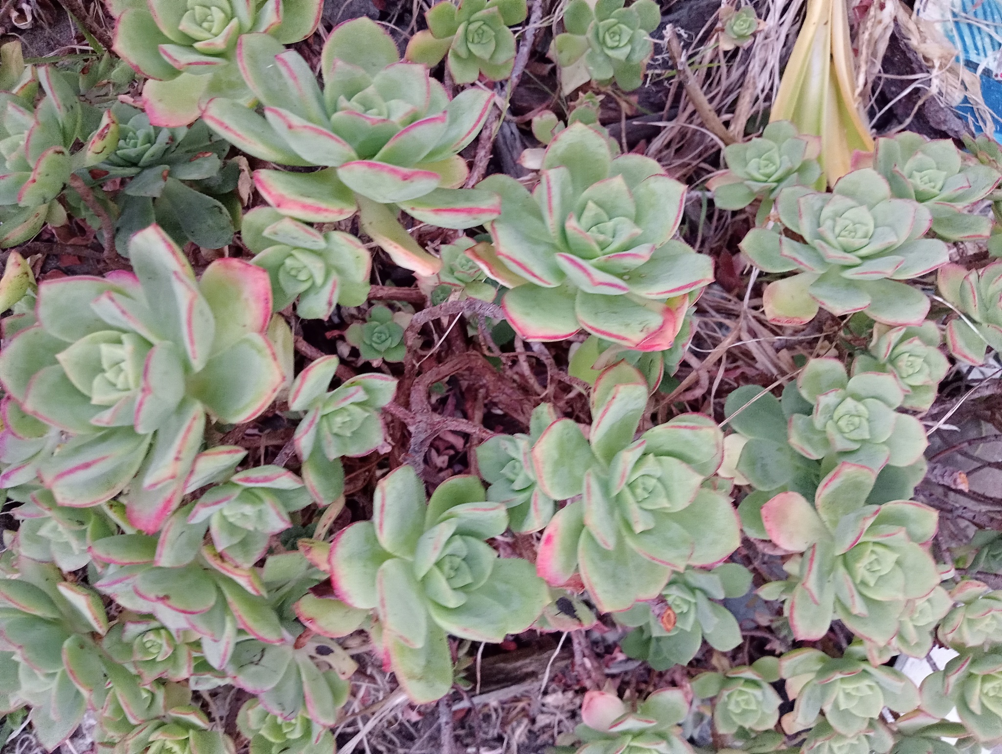 Imagem de Rosa-do-deserto