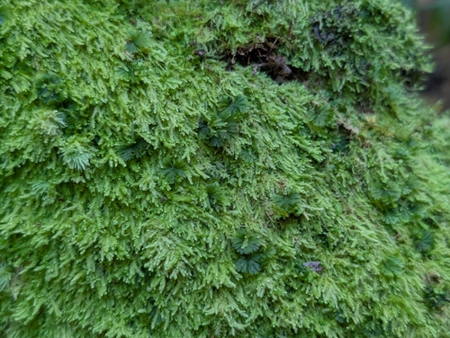 Image of Lejeunea flava by (c) Damien Wallace, some rights reserved (CC BY)