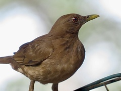Clay-Colored Thrush photo 5