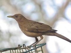 Clay-Colored Thrush photo 2