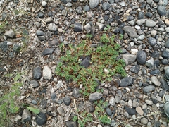 Trifolium eximium