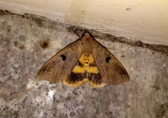 Thyas coronata