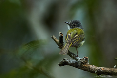 Yellow-olive Flycatcher - Photo (c) Salvador Poot Villanueva, some rights reserved (CC BY-NC), uploaded by Salvador Poot Villanueva