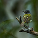 Yellow-olive Flycatcher - Photo (c) Salvador Poot Villanueva, some rights reserved (CC BY-NC)