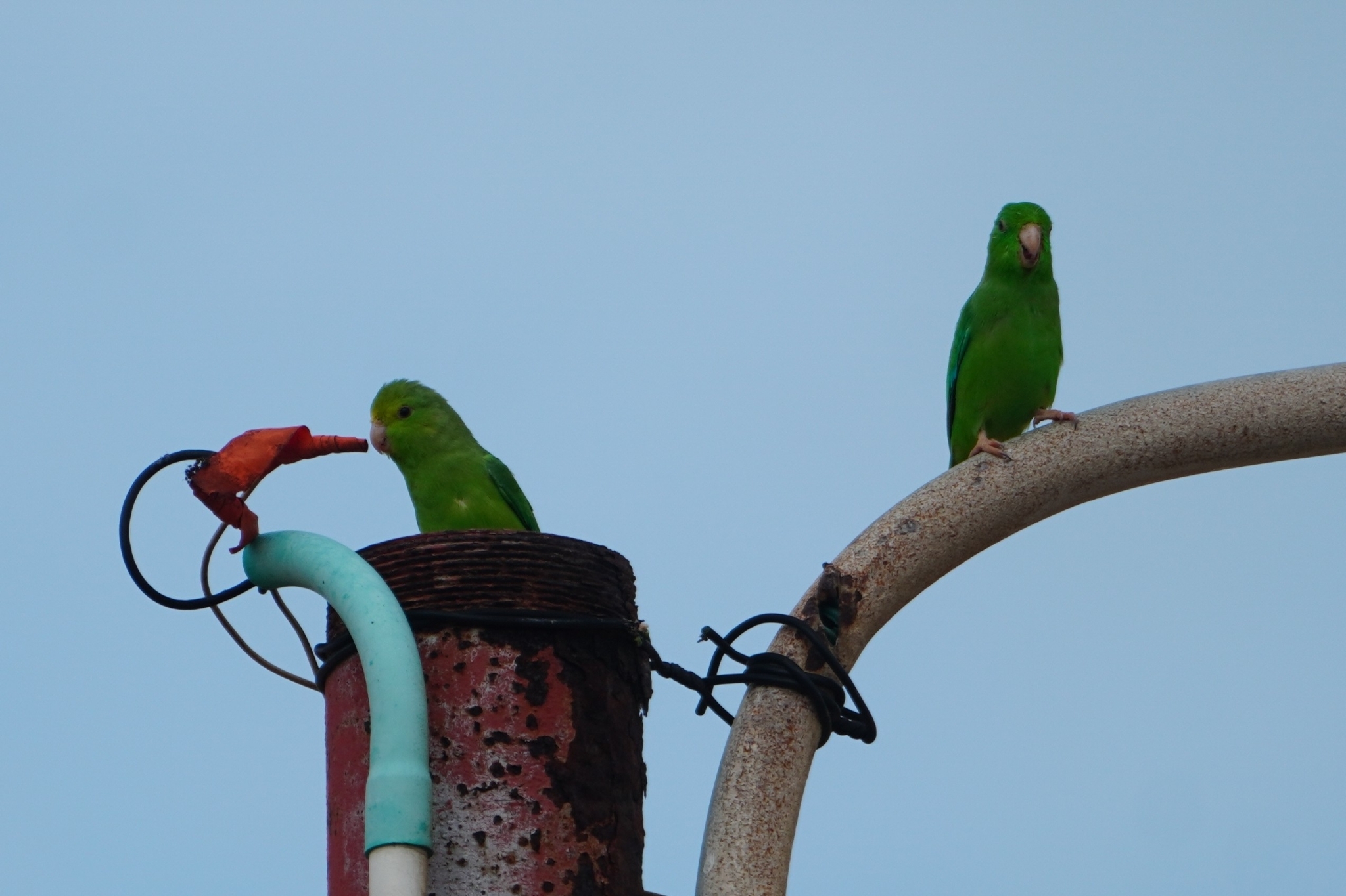 Green-rumped Parrotlet (Forpus passerinus), photo 6