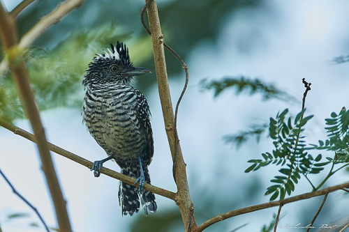 Barred Antshrike